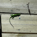Green Anole