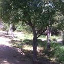Elderberry Tree