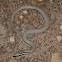 Burton's Legless Lizard