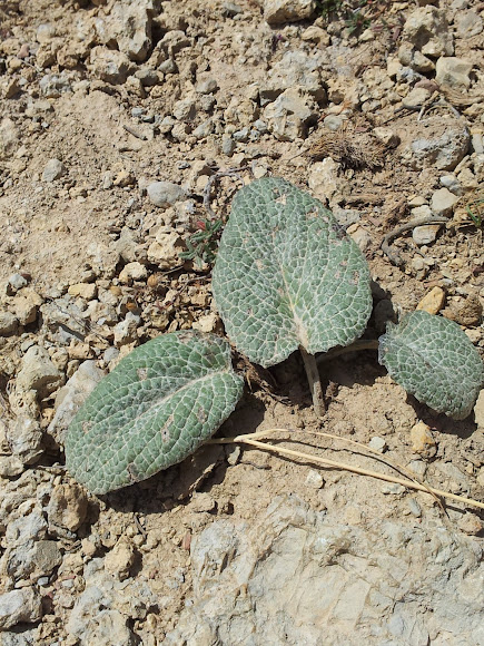 Spotting Image 1