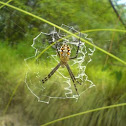 garden spider