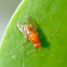 Fly