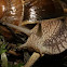 Snail