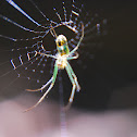 Orchard Spider