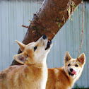 Dingo