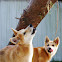 Dingo