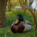 Mallard