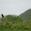 Black Vulture
