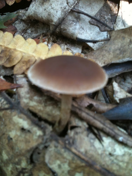 Spotting Image 1