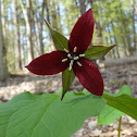 Red Trillium