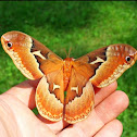 Tuliptree silkmoth