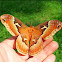Tuliptree silkmoth