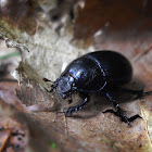 Forest Dung Beetle