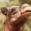 Dromedary / Dromedário