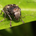 Coffee Bean Weevil