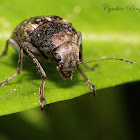 Coffee Bean Weevil