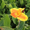 Cannas