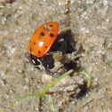 Convergent Line Lady Beetle