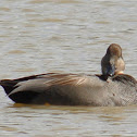 Gadwall Duck (male)