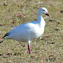 Snow Geese