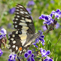 Lime or Chequered Butterfly