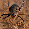 Armoured ground cricket
