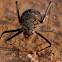 Armoured ground cricket