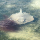 Southern stingray