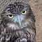 The brown/ceylon fish owl.
