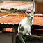 Feral cat