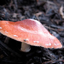 Redlead Roundhead