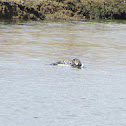 Common Loon