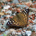 Hackberry Emperor Butterfly