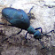Oil Beetle