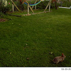 rabbit