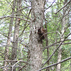 Abert's Squirrel