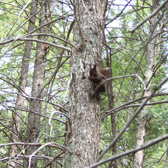 Spotting Image 1