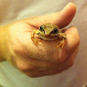 Pickerel frog