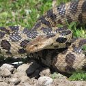 Western Foxsnake