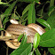 Salmon-Bellied Racer (white phase)