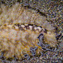 Flatworm