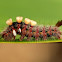 Caterpillar