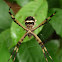 Silver garden spider