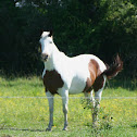 Paint Horse