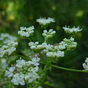 Sauco (Flor)