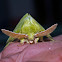 Lappet Moth