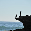 Brandt's Cormorant