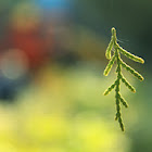 Thuja