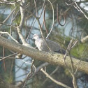 (Eurasian) Collared Dove