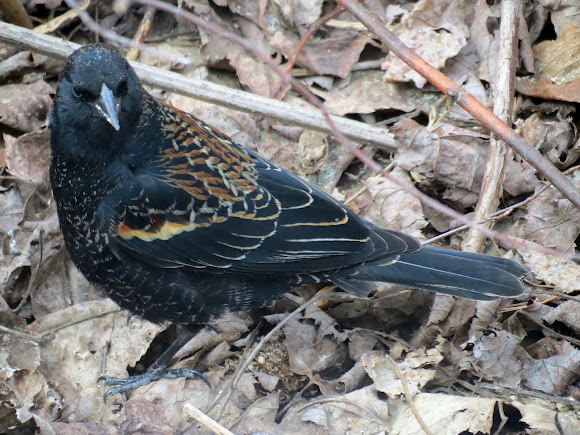 Spotting Image 1